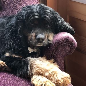 Meet your Posher, Ellen